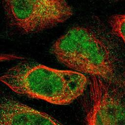 Immunocytochemistry/Immunofluorescence: TNIK Antibody [NBP1-82994] Staining of human cell line U-2 OS shows positivity in nucleus but not nucleoli & cytoplasm.