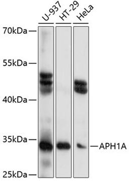 Western blot - APH1A antibody (A14666)