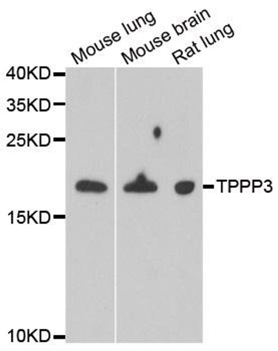 Western blot analysis of extracts of various cell lines using TPPP3 antibody