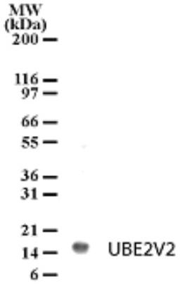 Western Blot: UEV2 Antibody [NB100-56360] - Detection of UBE2V2 in HL-60 cell lysate with anti-UBE2V2 pcAb this antibody at 2ug/ml.