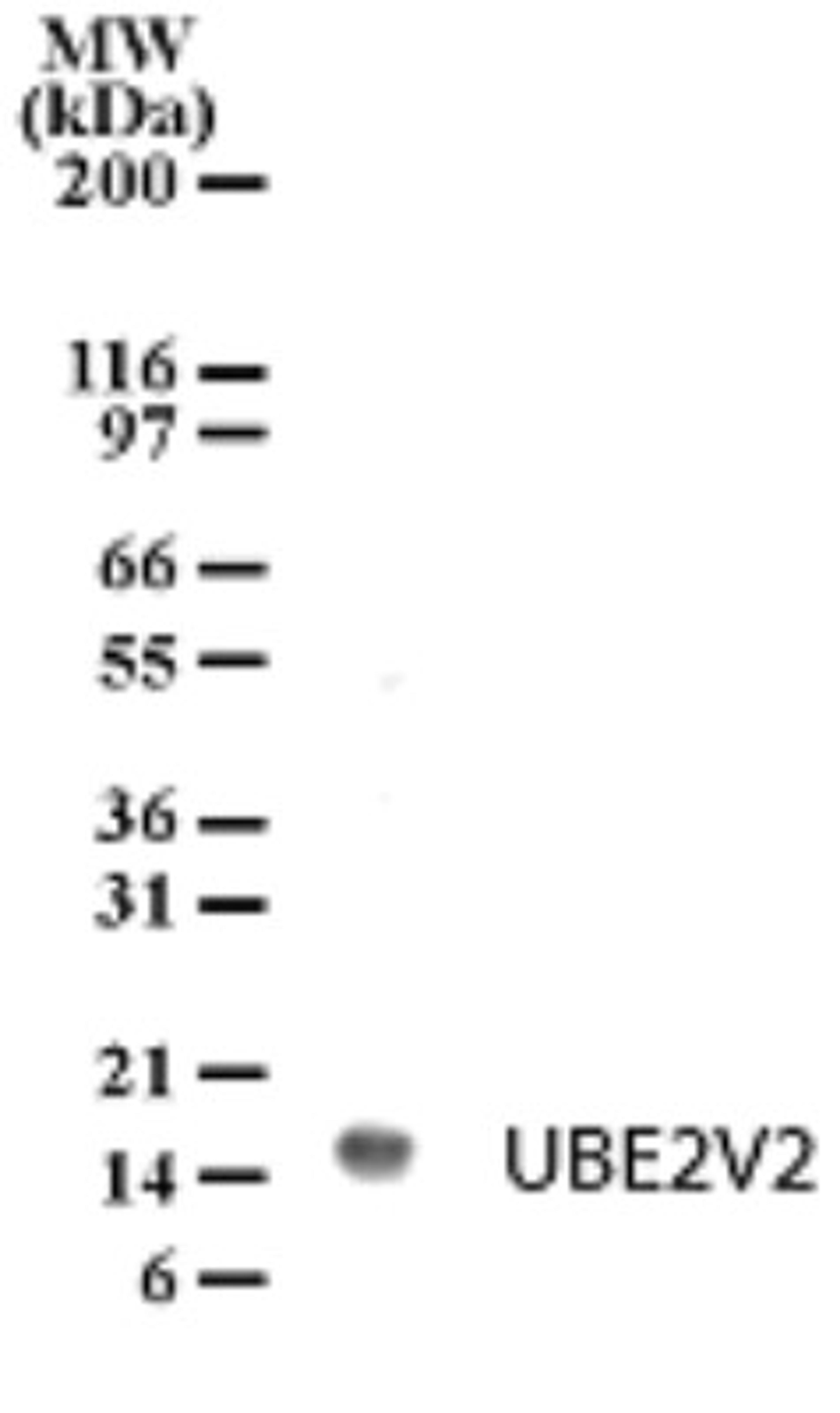 Western Blot: UEV2 Antibody [NB100-56360] - Detection of UBE2V2 in HL-60 cell lysate with anti-UBE2V2 pcAb this antibody at 2ug/ml.