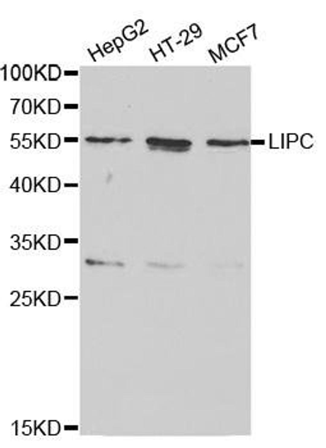 Western blot analysis of extracts of various cell lines using LIPC antibody