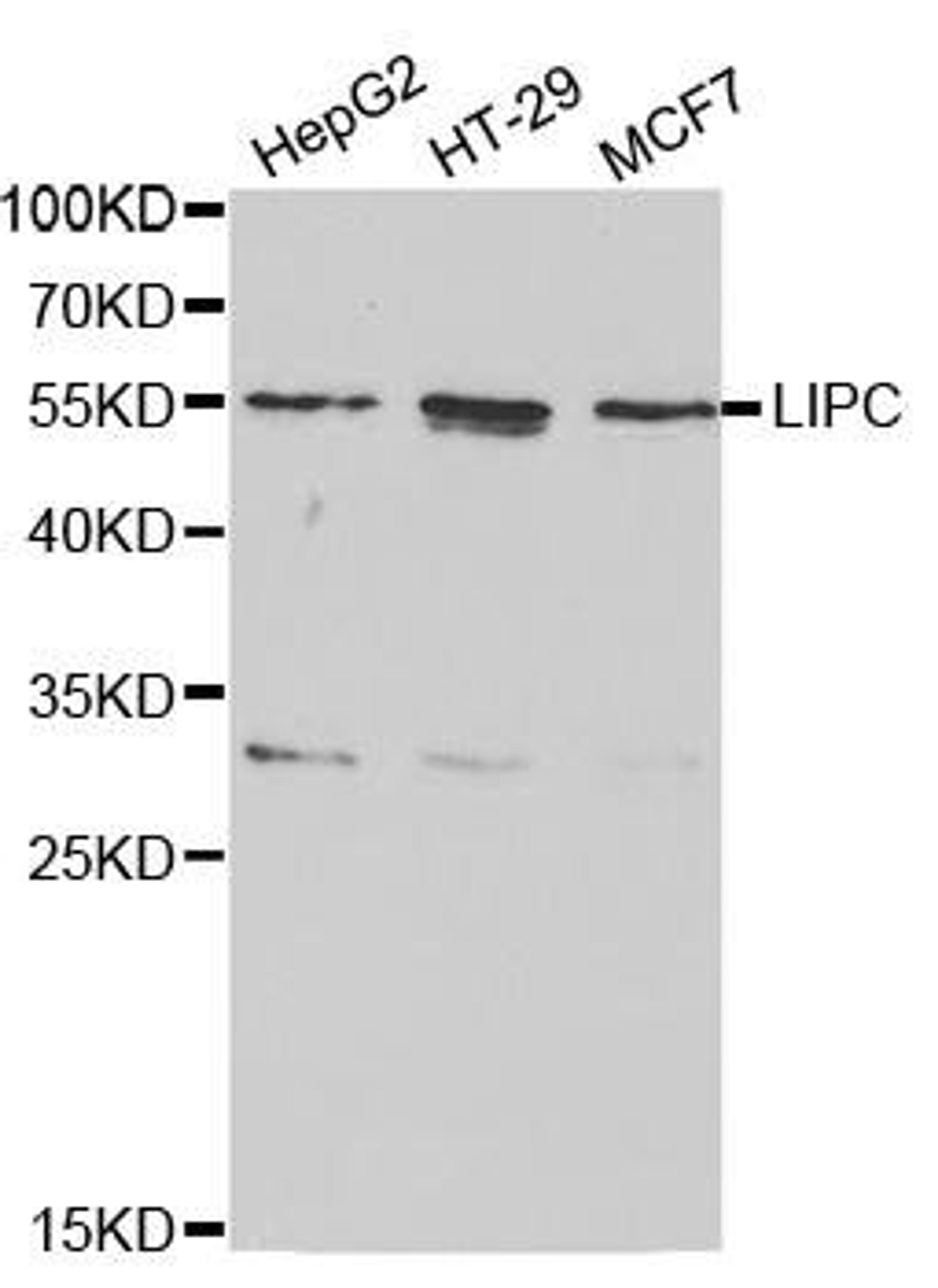 Western blot analysis of extracts of various cell lines using LIPC antibody