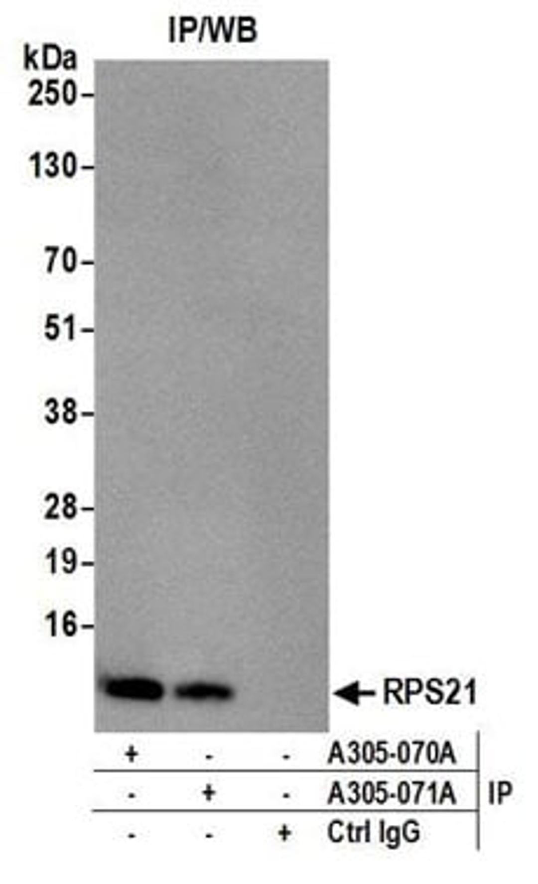 Detection of human RPS21 by western blot of immunoprecipitates.