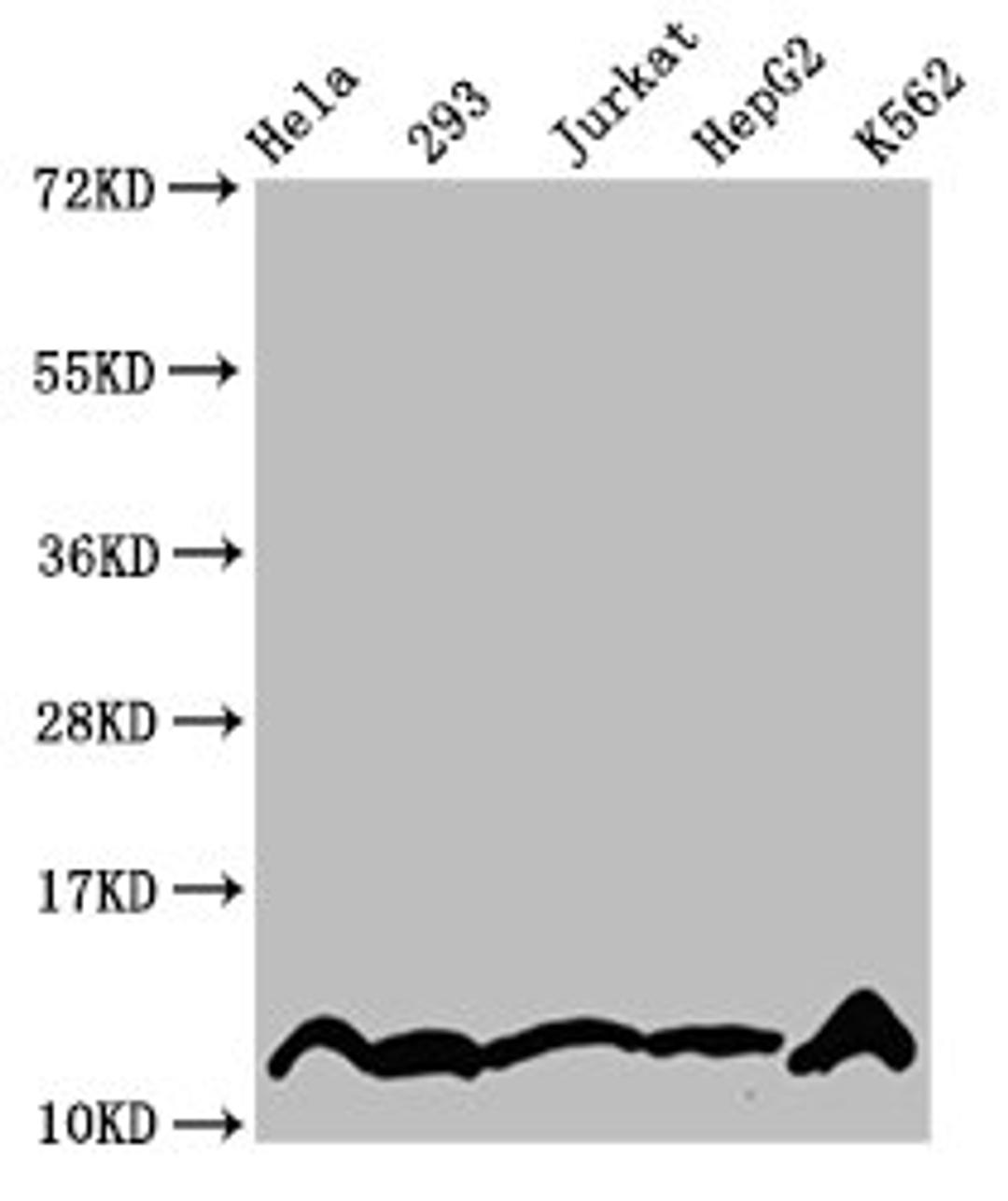 Western Blot. Positive WB detected in: Hela whole cell lysate, 293 whole cell lysate, Jurkat whole cell lysate, HepG2 whole cell lysate, K562 whole cell lysate (treated by 30mM sodium crotonylate for 4h). All lanes: HIST1H4A antibody at 2.2µg/ml. Secondary. Goat polyclonal to rabbit IgG at 1/50000 dilution. Predicted band size: 12 kDa. Observed band size: 12 kDa