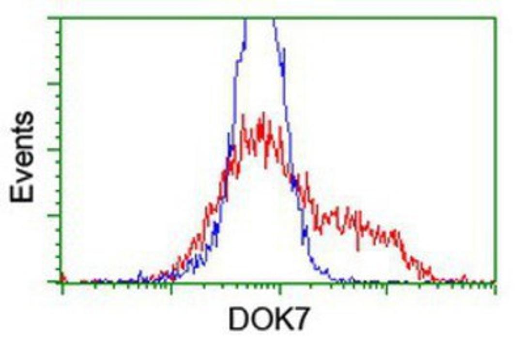 Flow Cytometry: DOK7 Antibody (1A9) [NBP2-02073] - HEK293T cells transfected with either overexpression plasmid (Red) or empty vector control plasmid (Blue) were immunostained by anti-DOK7 antibody, and then analyzed by flow cytometry.