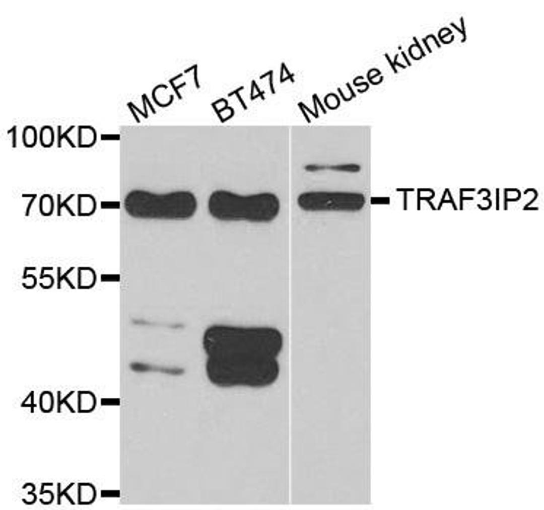 Western blot analysis of extracts of various cell lines using TRAF3IP2 antibody