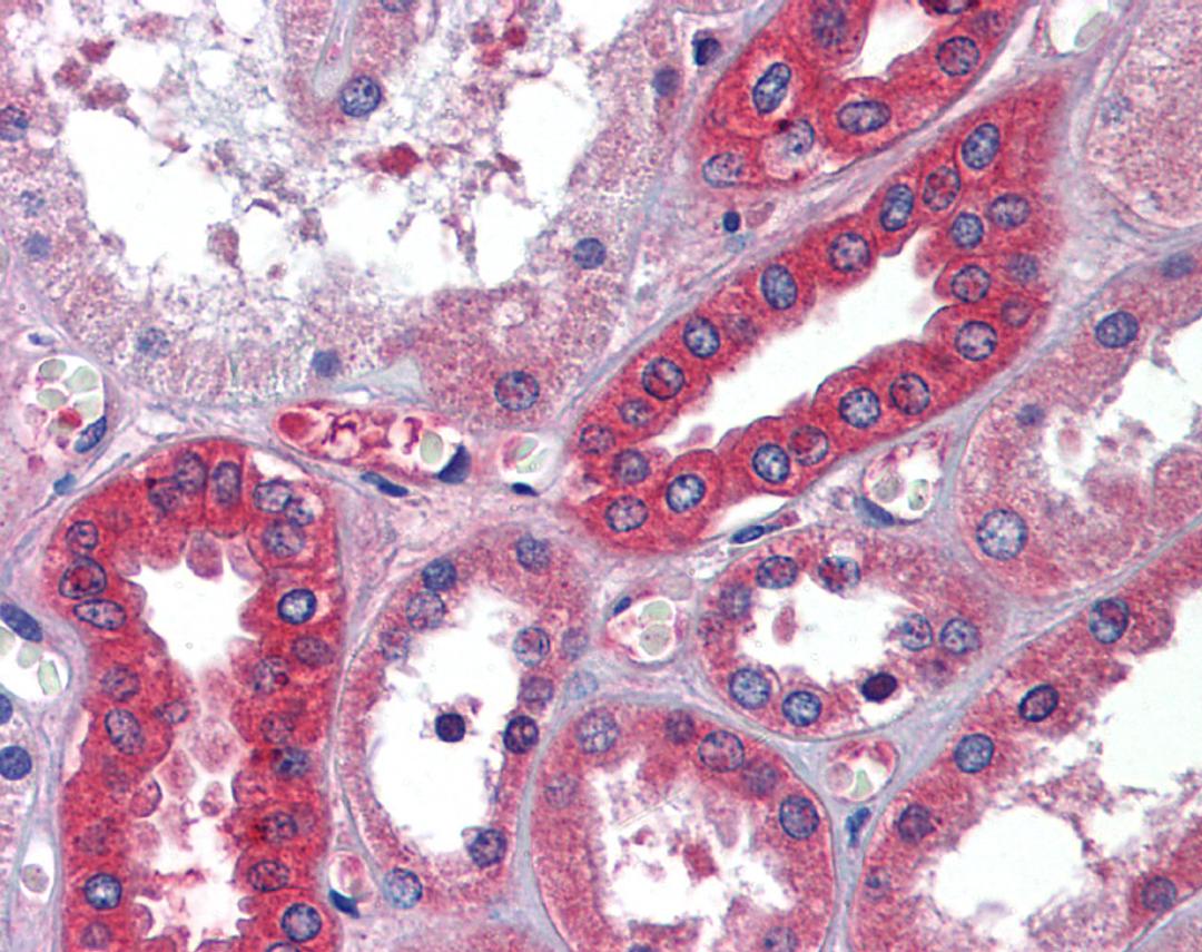 Antibody used in IHC on Human Kidney.