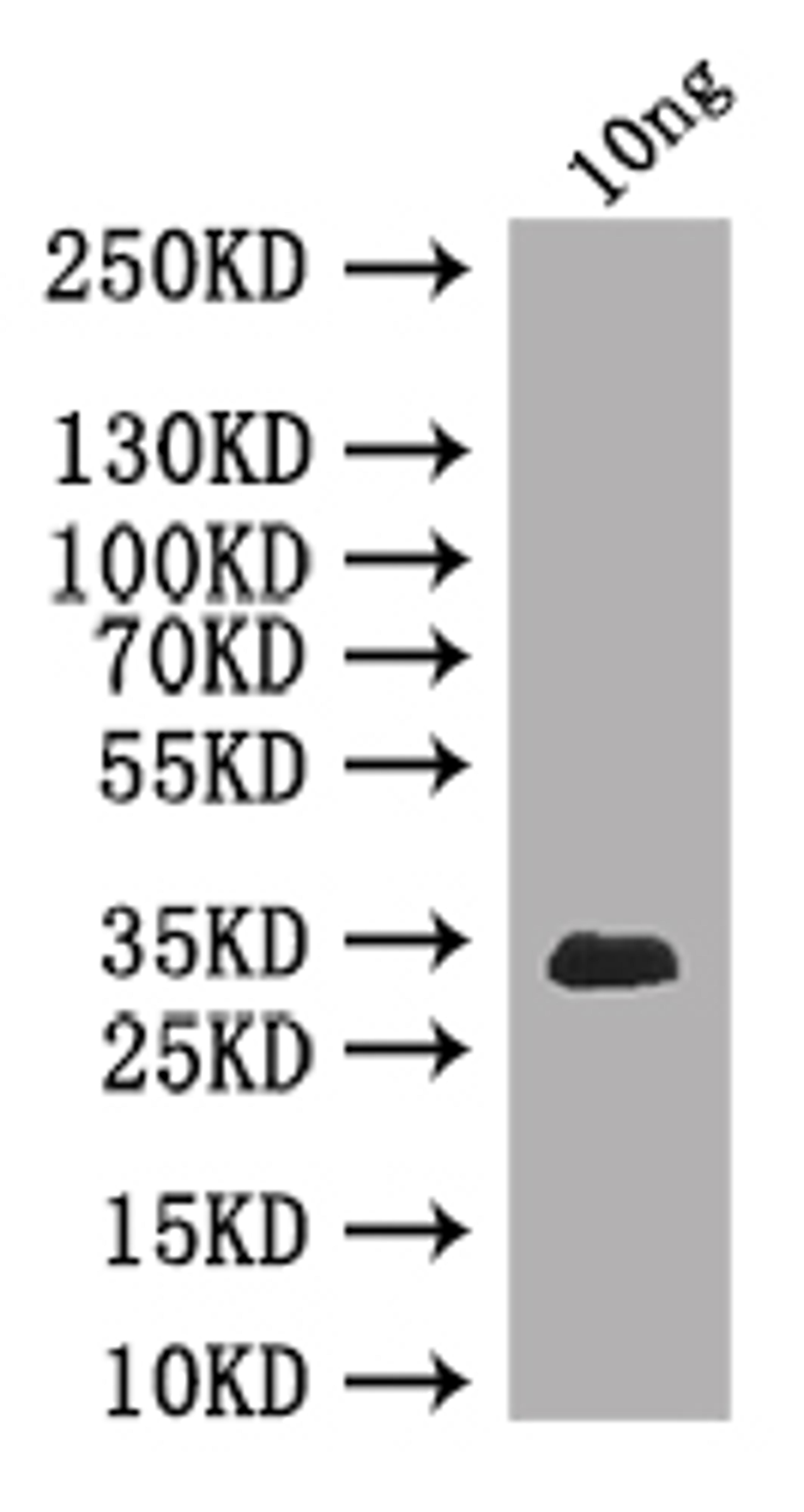 Western Blot. Positive WB detected in: recombinant protein. All lanes: Chc Antibody at 1:1000. Secondary. Goat polyclonal to rabbit IgG at 1/50000 dilution. Predicted band size: 33 kDa. Observed band size: 33 kDa. 