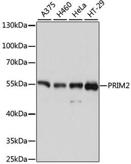 Western blot - PRIM2 antibody (A11633)