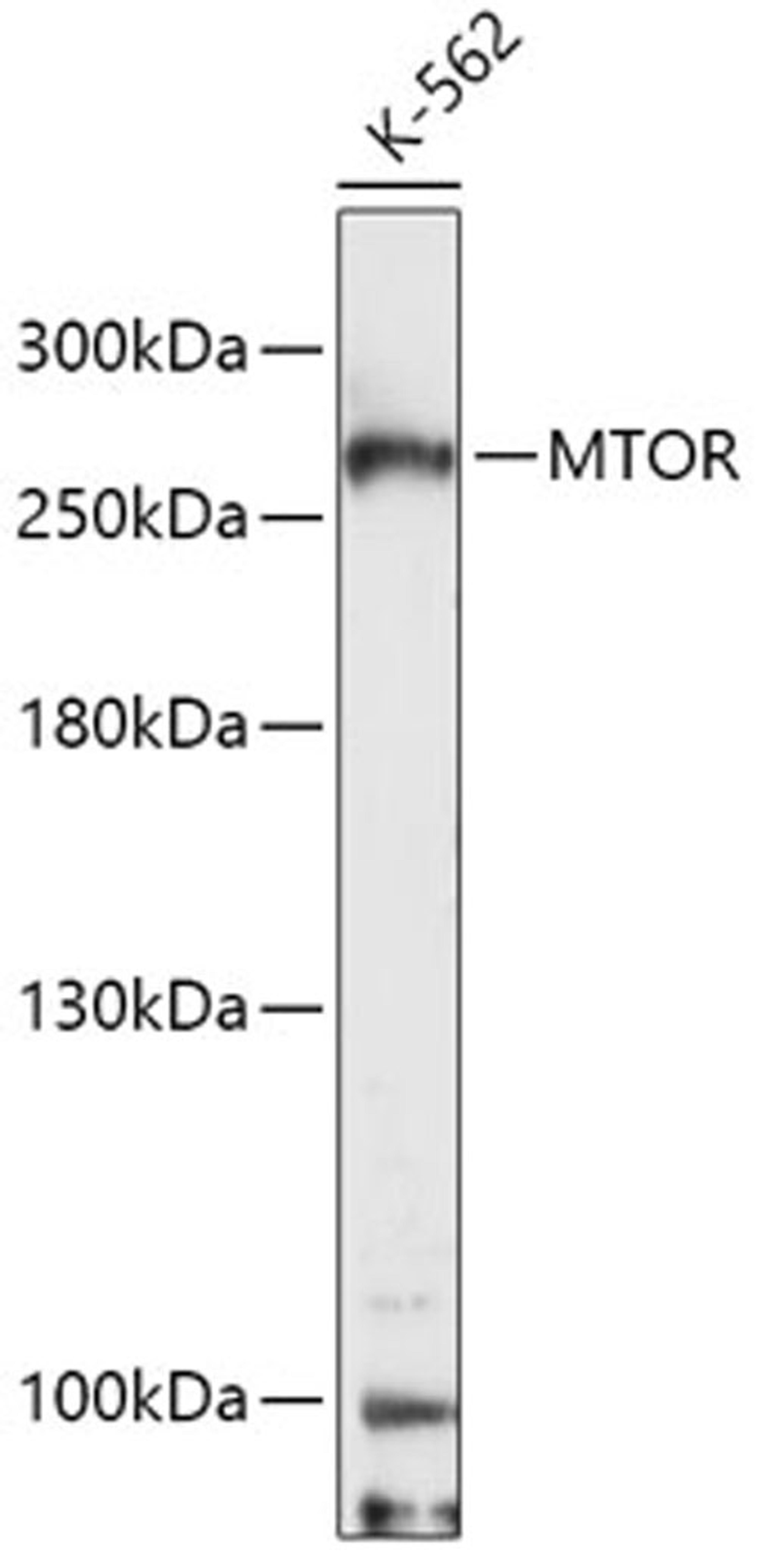 Western blot - mTOR  antibody (A11355)