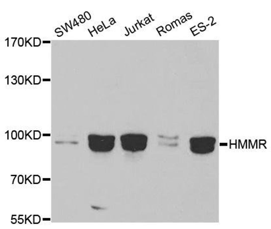 Western blot analysis of extracts of various cell lines using HMMR antibody