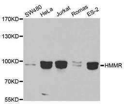 Western blot analysis of extracts of various cell lines using HMMR antibody