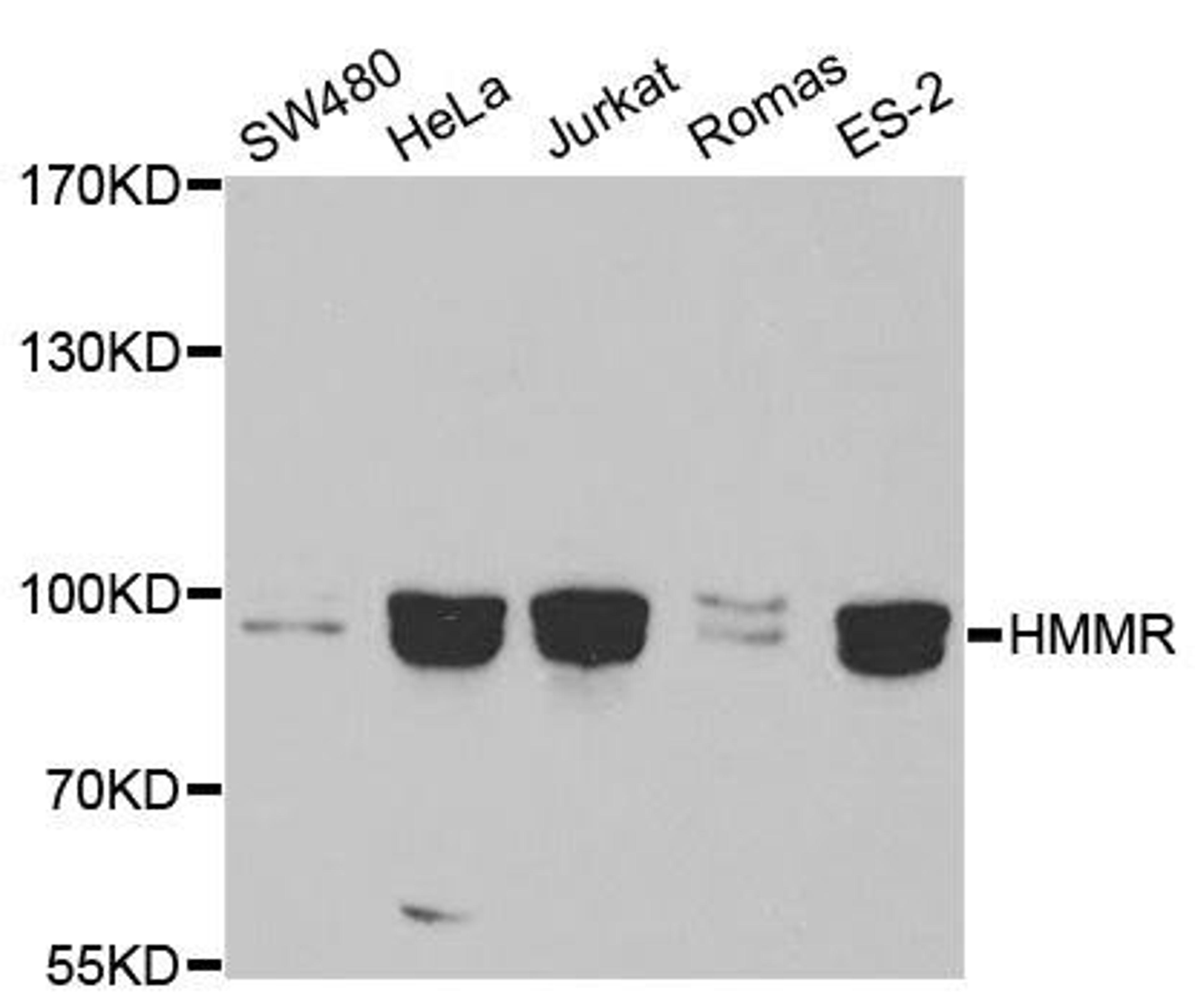 Western blot analysis of extracts of various cell lines using HMMR antibody