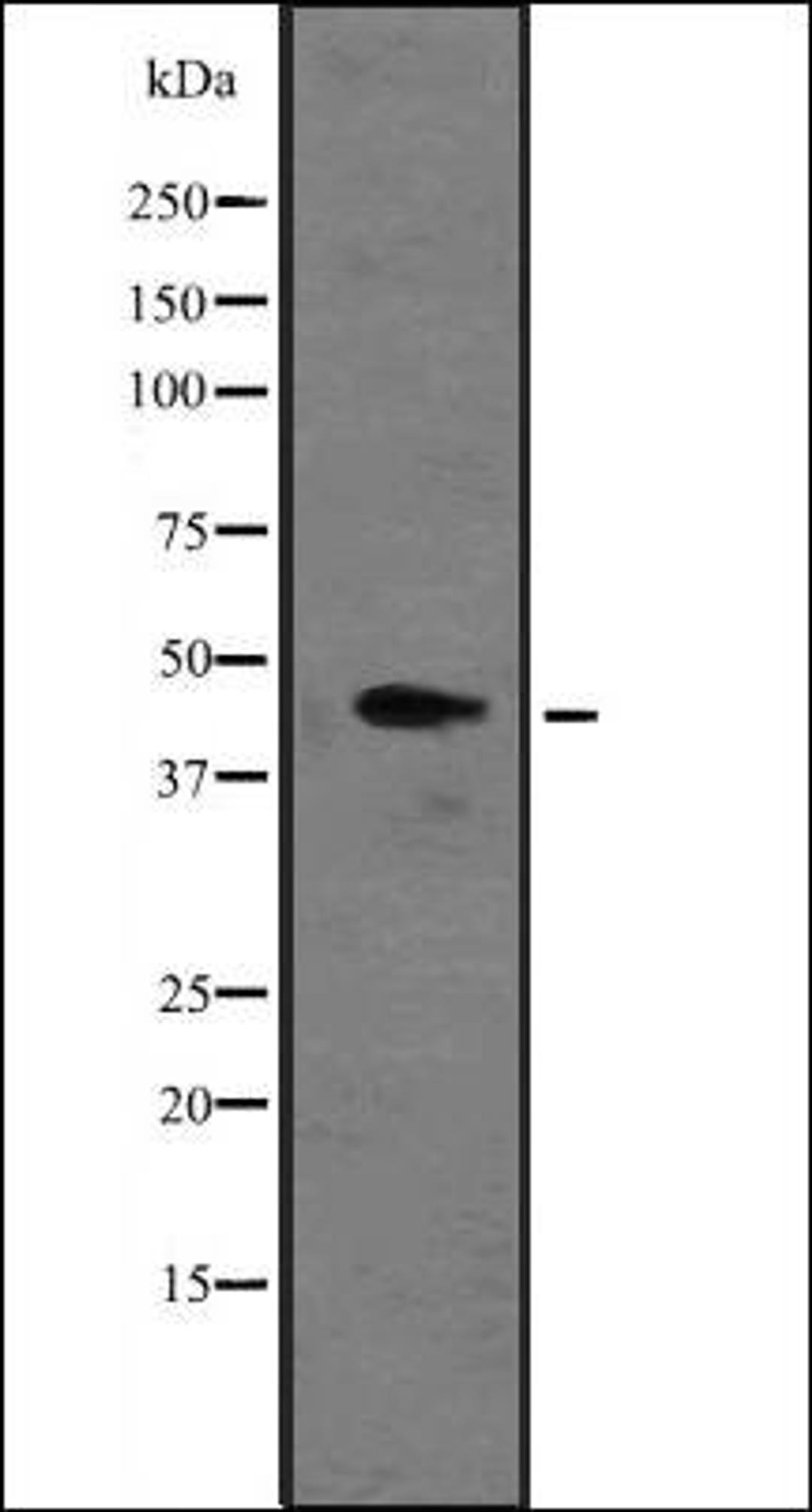 Western blot analysis of Hela cell lysate using MT-CYB antibody