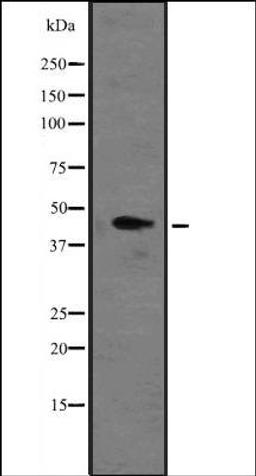 Western blot analysis of Hela cell lysate using MT-CYB antibody