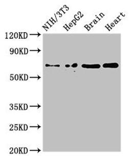 Western Blot. Positive WB detected in: NIH/3T3 whole cell lysate, HepG2 whole cell lysate, Mouse brain tissue, Rat heart tissue. All lanes: EMB antibody at 3ug/ml. Secondary. Goat polyclonal to rabbit IgG at 1/50000 dilution. Predicted band size: 37, 32 kDa. Observed band size: 70 kDa.