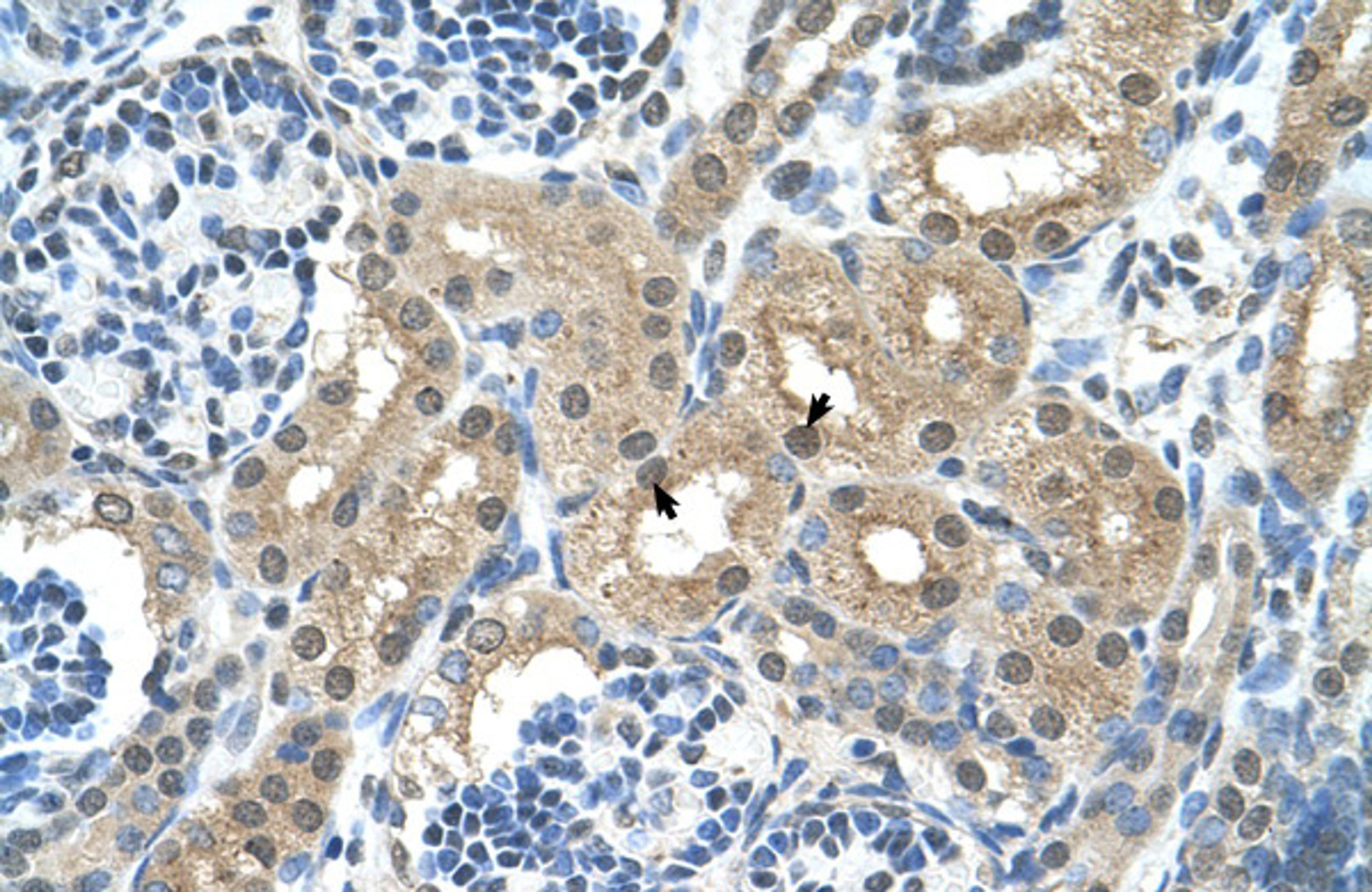 Antibody used in IHC on Human kidney.