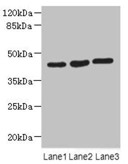 Western blot. All lanes: MAPKAPK3 antibody at 4.4µg/ml. Lane 1: Hela whole cell lysate. Lane 2: Jurkat whole cell lysate. Lane 3: MCF-7 whole cell lysate. Secondary. Goat polyclonal to rabbit IgG at 1/10000 dilution. Predicted band size: 43 kDa. Observed band size: 43 kDa