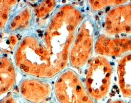 46-349 (4ug/ml) staining of paraffin embedded Human Kidney. Steamed antigen retrieval with citrate buffer pH 6, HRP-staining.