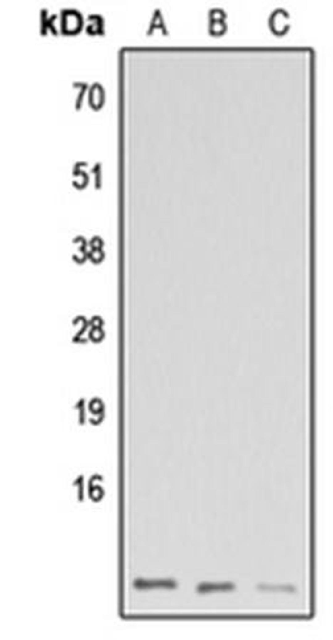 Western blot analysis of HeLa (Lane1), Raw264.7 (Lane2), H9C2 (Lane3) whole cell using GNG13 antibody