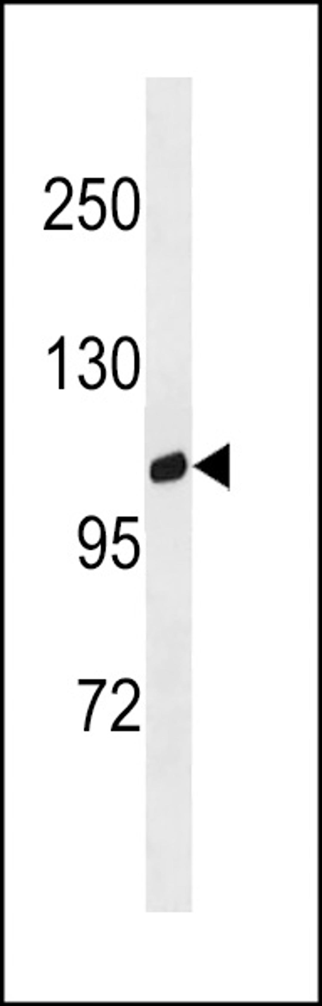 Western blot analysis in human placenta tissue lysates (35ug/lane).