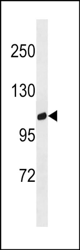 Western blot analysis in human placenta tissue lysates (35ug/lane).