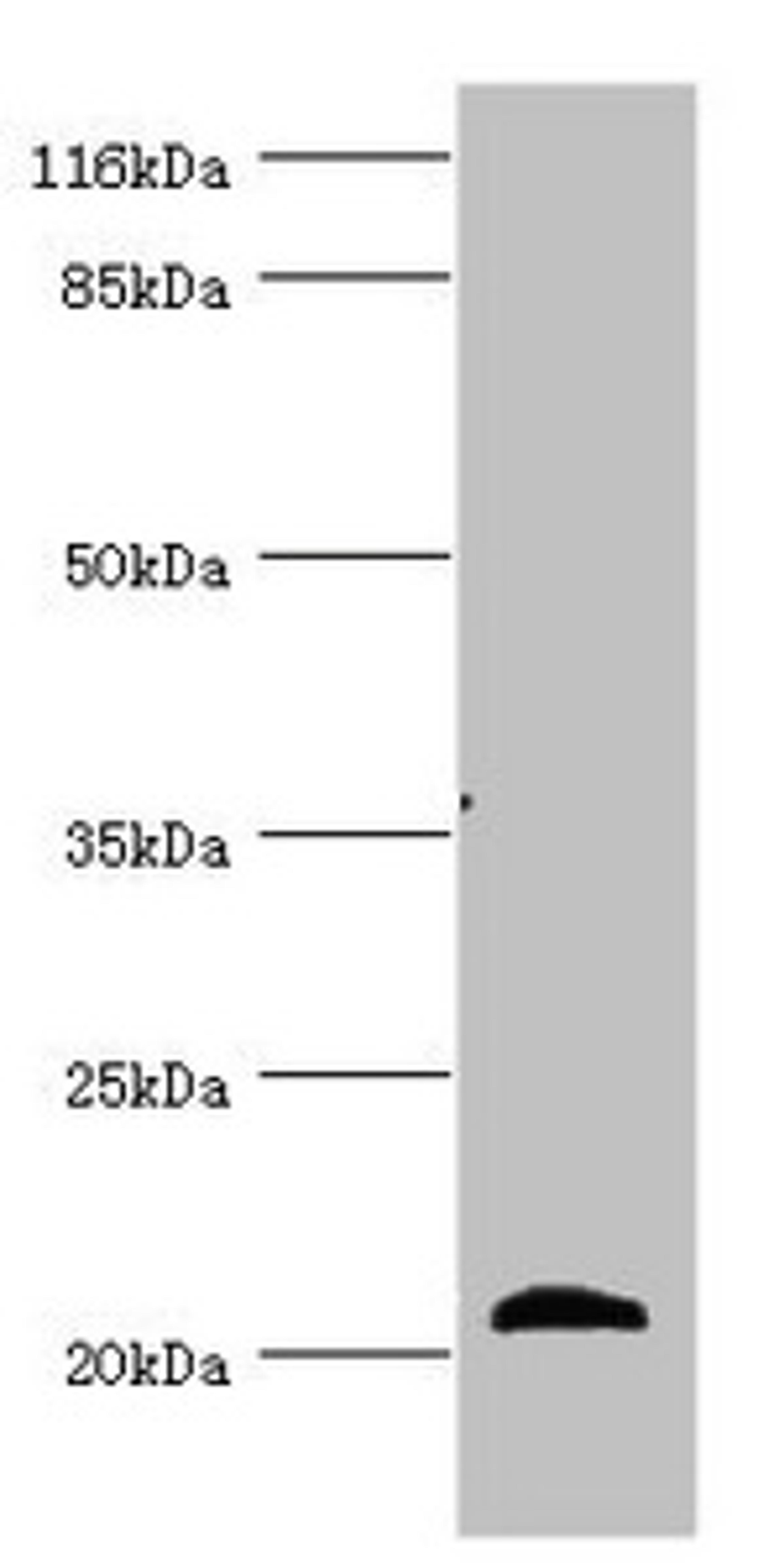 Western blot. All lanes: APOM antibody at 3.93ug/ml + Mouse placenta tissue. Secondary. Goat polyclonal to rabbit IgG at 1/10000 dilution. Predicted band size: 22, 14 kDa. Observed band size: 22 kDa. 