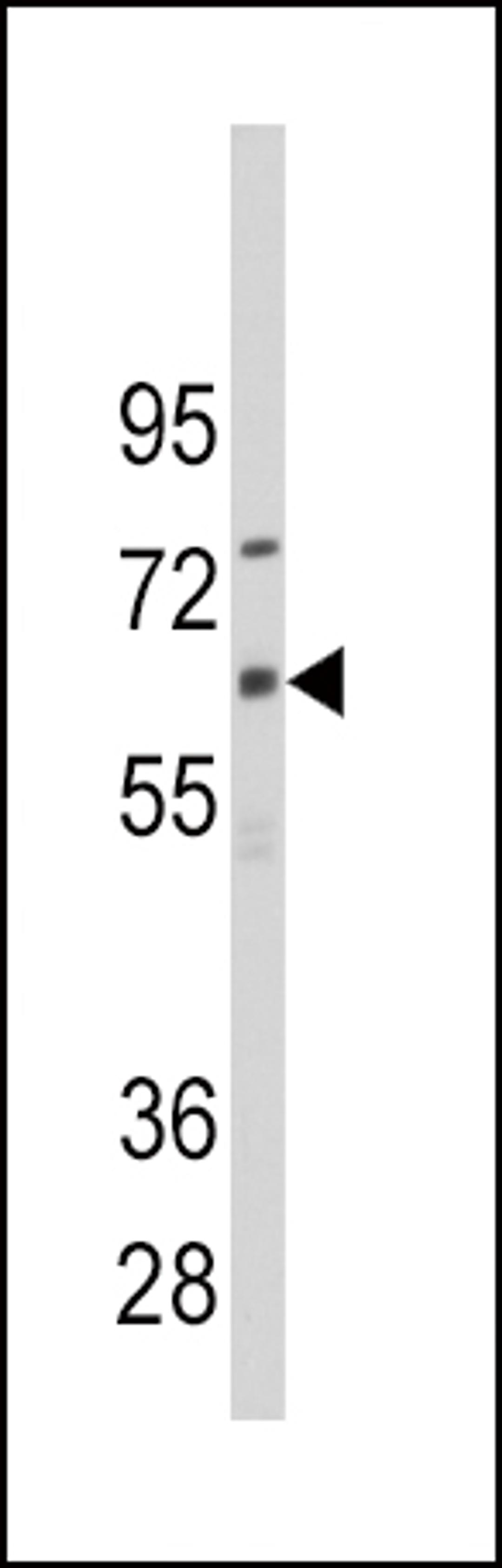 Western blot analysis of anti-CYP1B1 Antibody in CEM cell line lysates (35ug/lane).