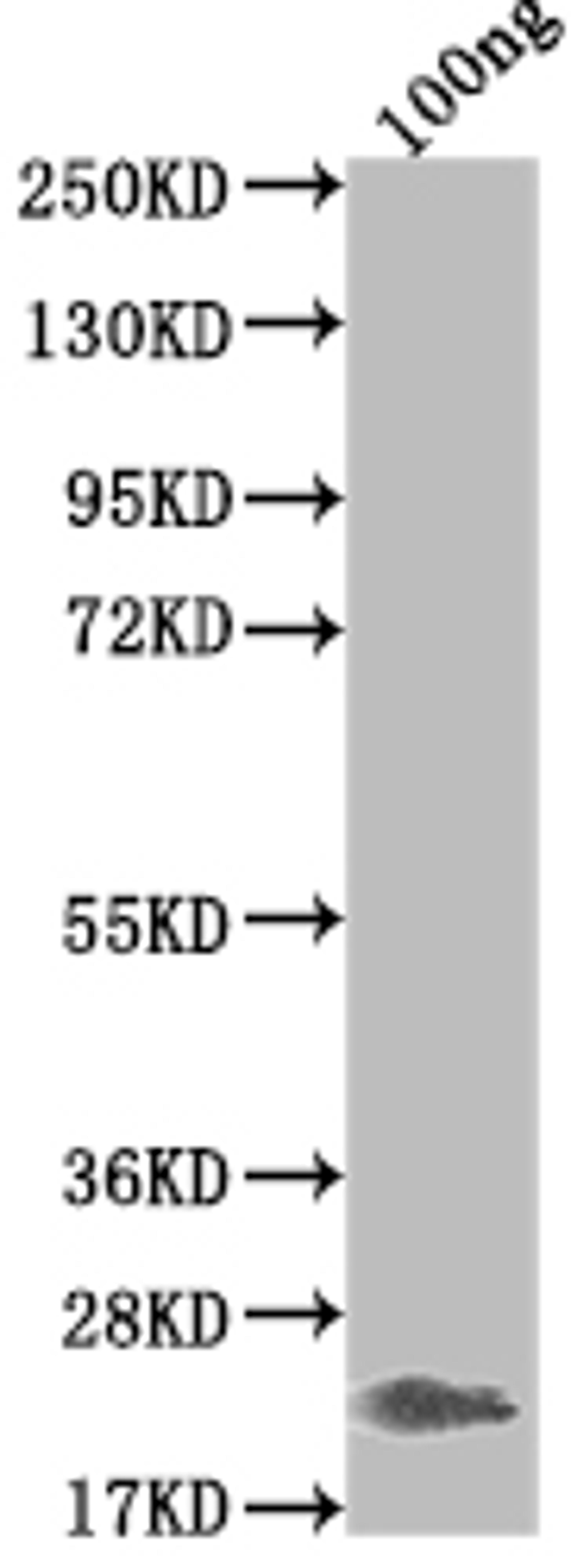 Western Blot. Positive WB detected in Recombinant protein. All lanes: Griffithsin antibody at 1:2000. Secondary. Goat polyclonal to rabbit IgG at 1/50000 dilution. Predicted band size: 20.2 kDa. Observed band size: 21 kDa. 