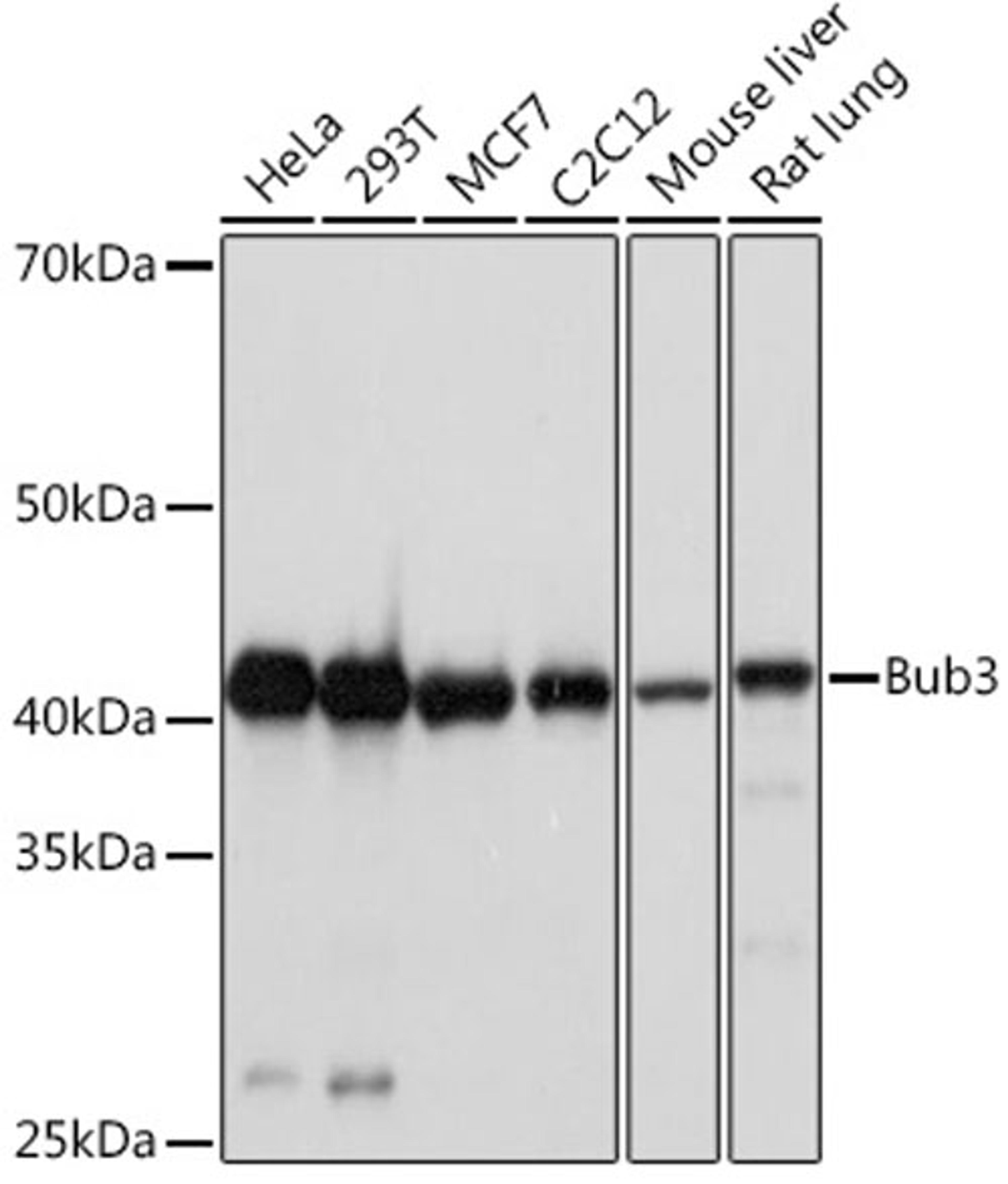 Western blot - Bub3 Rabbit mAb (A8831)