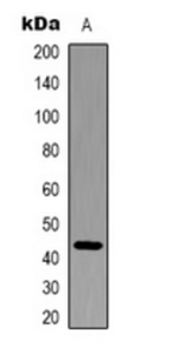 Western blot analysis of Hela (Lane 1) whole cell lysates using ACTB antibody (HRP)