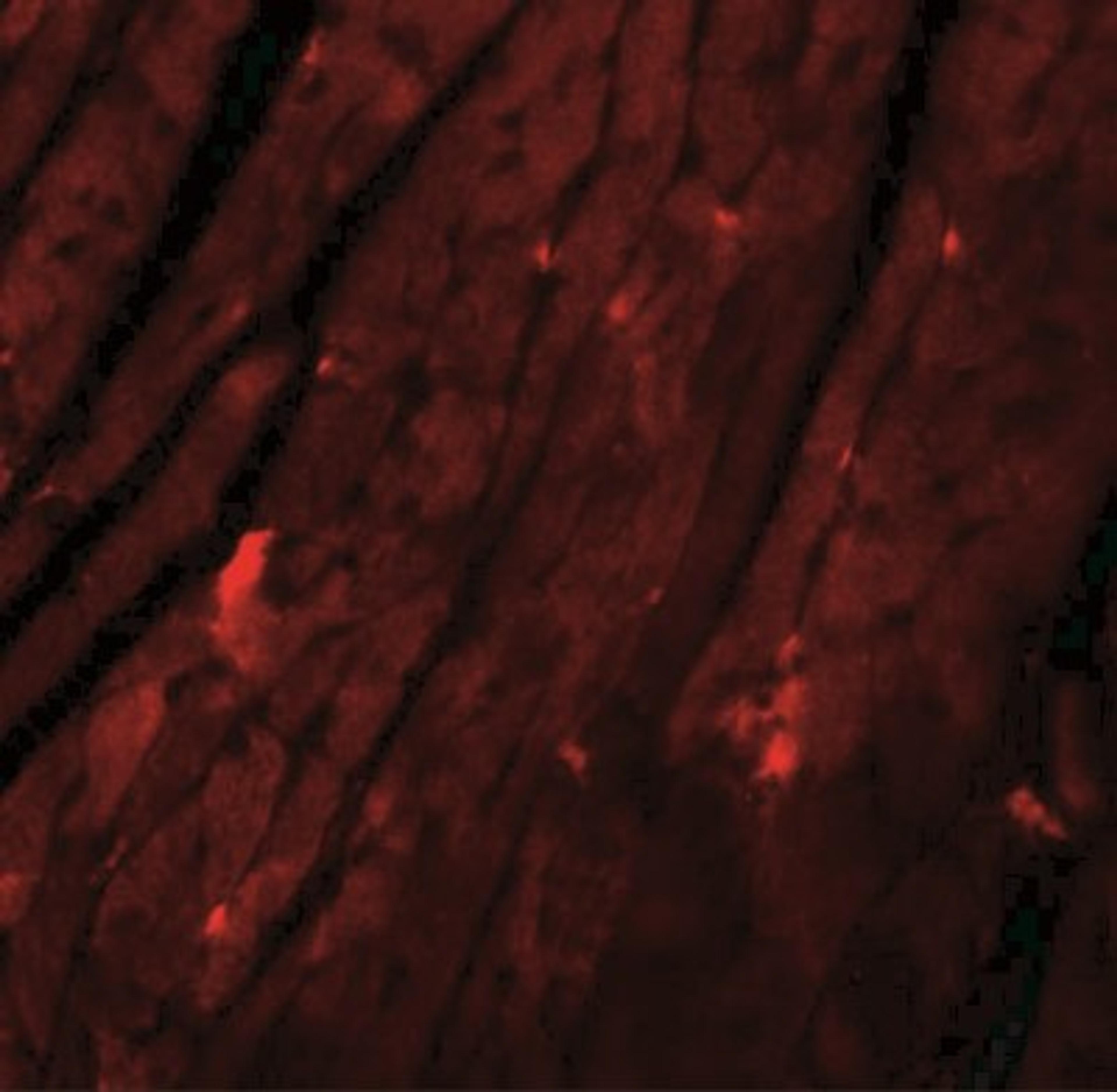 Immunofluorescence: REEP3 Antibody [NBP1-77105] - Immunofluorescence of REEP3 in mouse heart tissue with REEP3 antibody at 20 ug/mL.