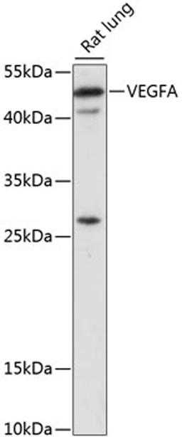 Western blot - VEGFA antibody (A16703)