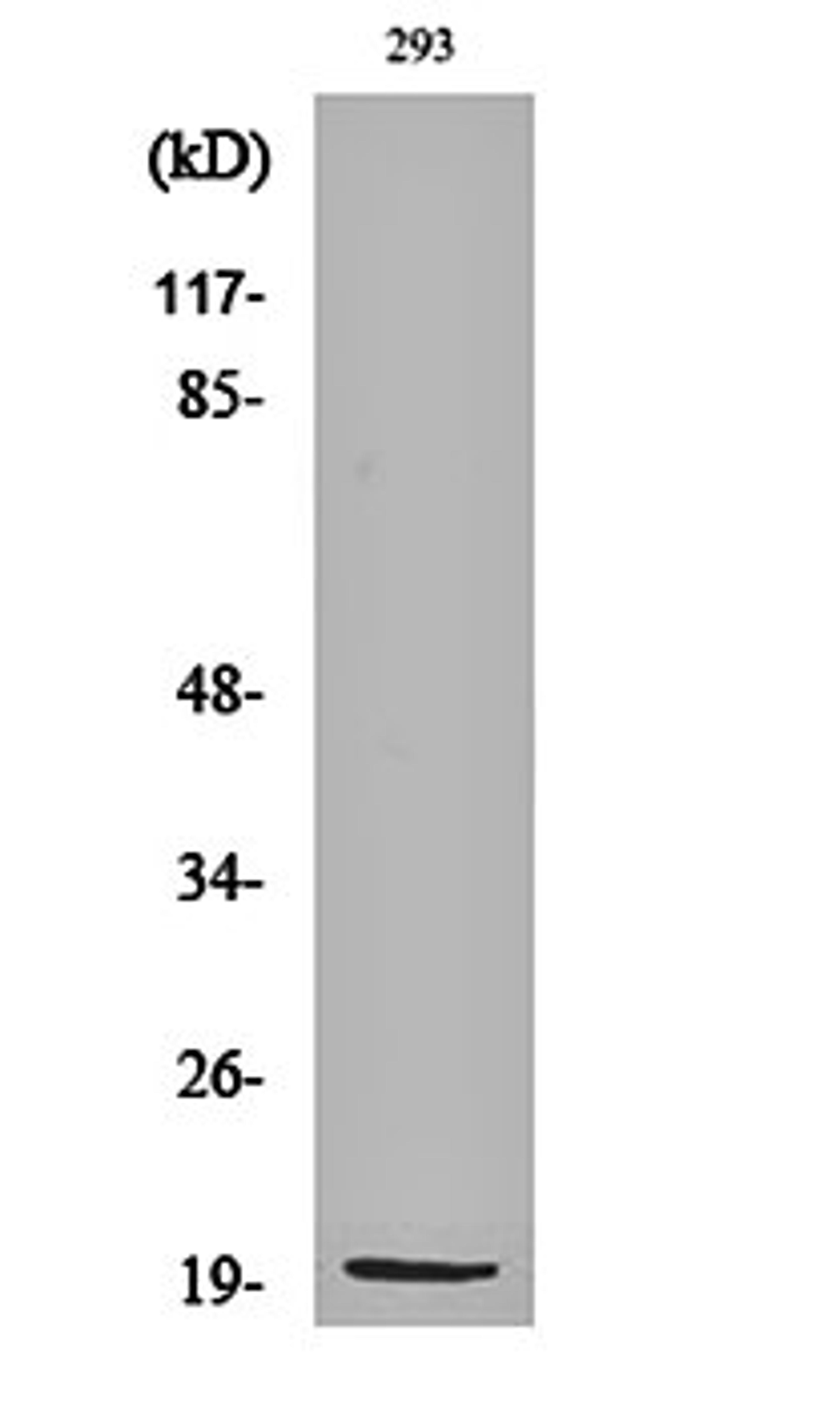 Western blot analysis of 293 cell lysates using MRP-S25 antibody