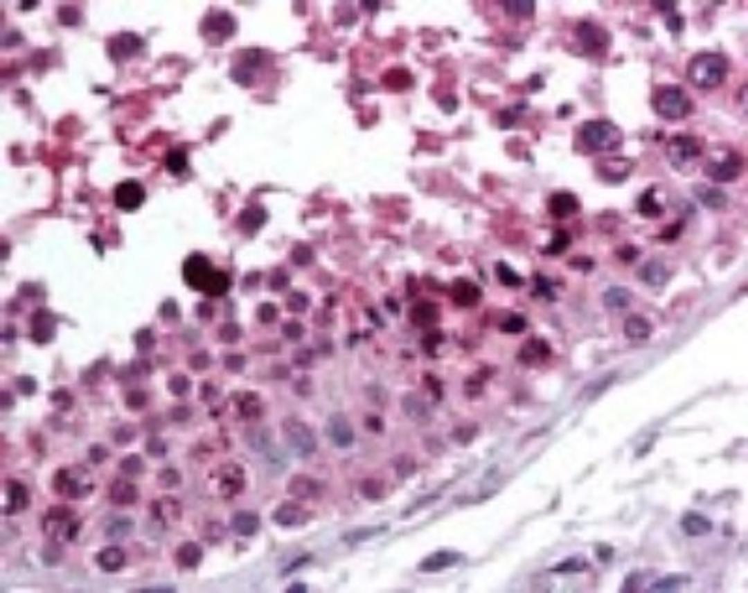 Immunohistochemistry-Paraffin: ROR gamma Antibody [NBP2-24503] - IHC analysis of human testis using NBP2-24503 at 10 ug/ml.