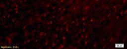 Immunofluorescence analysis of rat intestine tissue using APOA2 antibody. 