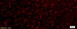 Immunofluorescence analysis of rat intestine tissue using APOA2 antibody.