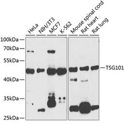 Western blot - TSG101 antibody (A2216)