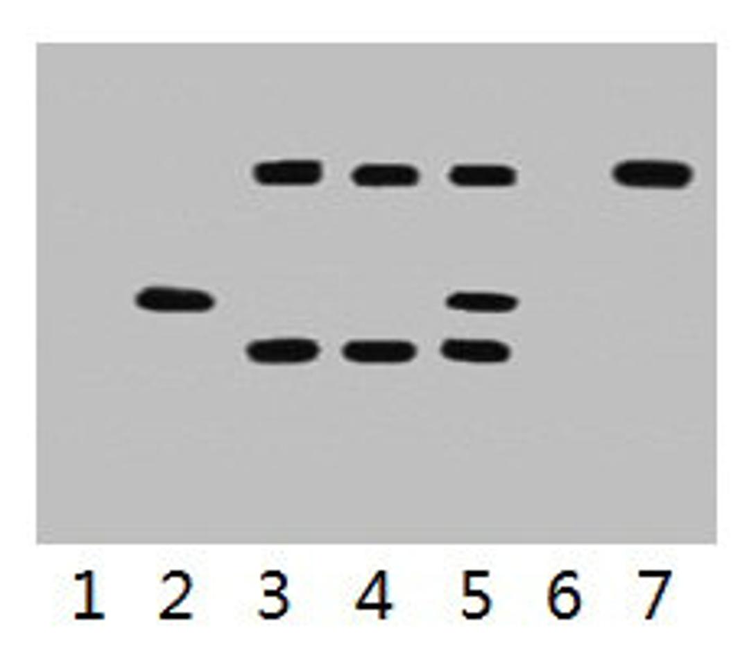 IP antibody use: 5µg VSV-G Mouse IgG1 per ml Lysate, WB 1:5000. Lane 1: untransfected 293 cell lysate. Lane 2: transfected 293 cell lysate with VSV-G-tag fusion protein. Lane 3: IP (untransfted 293 + anti-VSV-G mAb + Protein G agarose). Lane 4: IP (transfected 293 + normal Mouse IgG + Protein G agarose). Lane 5: IP (transfected 293 + anti-VSV-G mAb + Protein G agarose). Lane 6: IP (transfected 293 + Protein G). Lane 7: Recombinant protein (E.coli). 