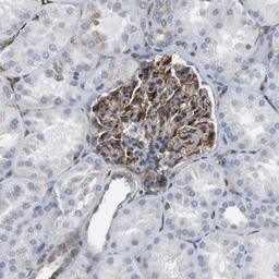 Immunohistochemistry-Paraffin: EMP2 Antibody [NBP1-86847] - Staining of human kidney shows strong cytoplasmic positivity in cells in glomeruli.