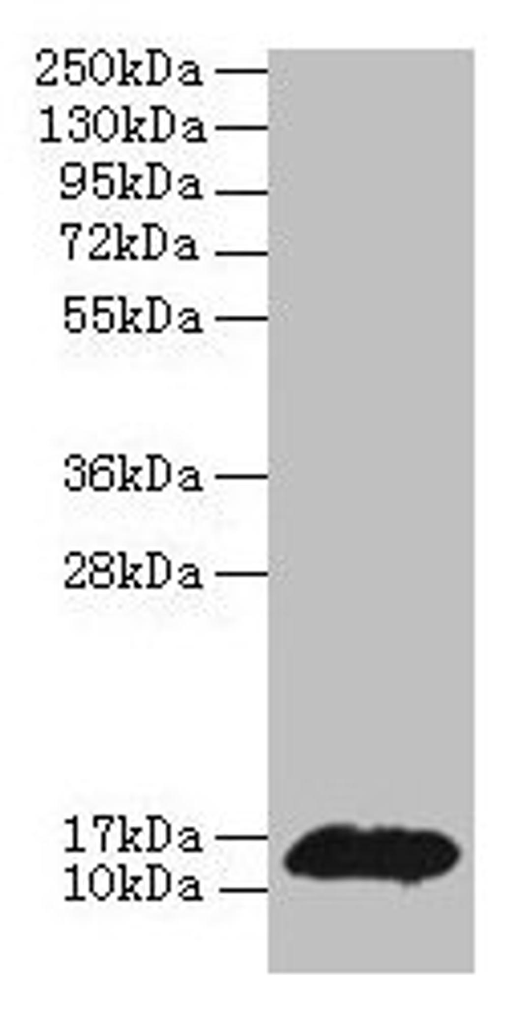 Western blot. All lanes: PHPT1 antibody at 2µg/ml + MCF-7 whole cell lysate. Secondary. Goat polyclonal to rabbit IgG at 1/10000 dilution. Predicted band size: 14 kDa. Observed band size: 14 kDa