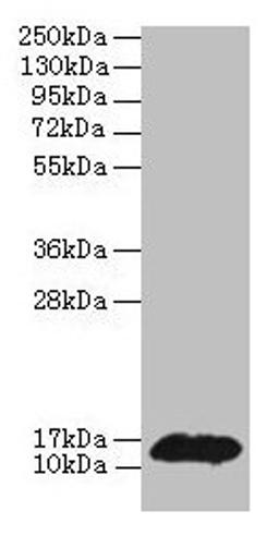 Western blot. All lanes: PHPT1 antibody at 2µg/ml + MCF-7 whole cell lysate. Secondary. Goat polyclonal to rabbit IgG at 1/10000 dilution. Predicted band size: 14 kDa. Observed band size: 14 kDa