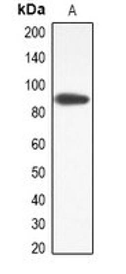 Western blot analysis of RAW264.7 (Lane1) whole cell lysates using ANO9 antibody