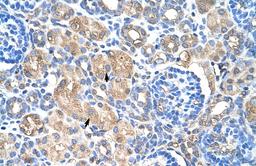 Antibody used in IHC on Human kidney.