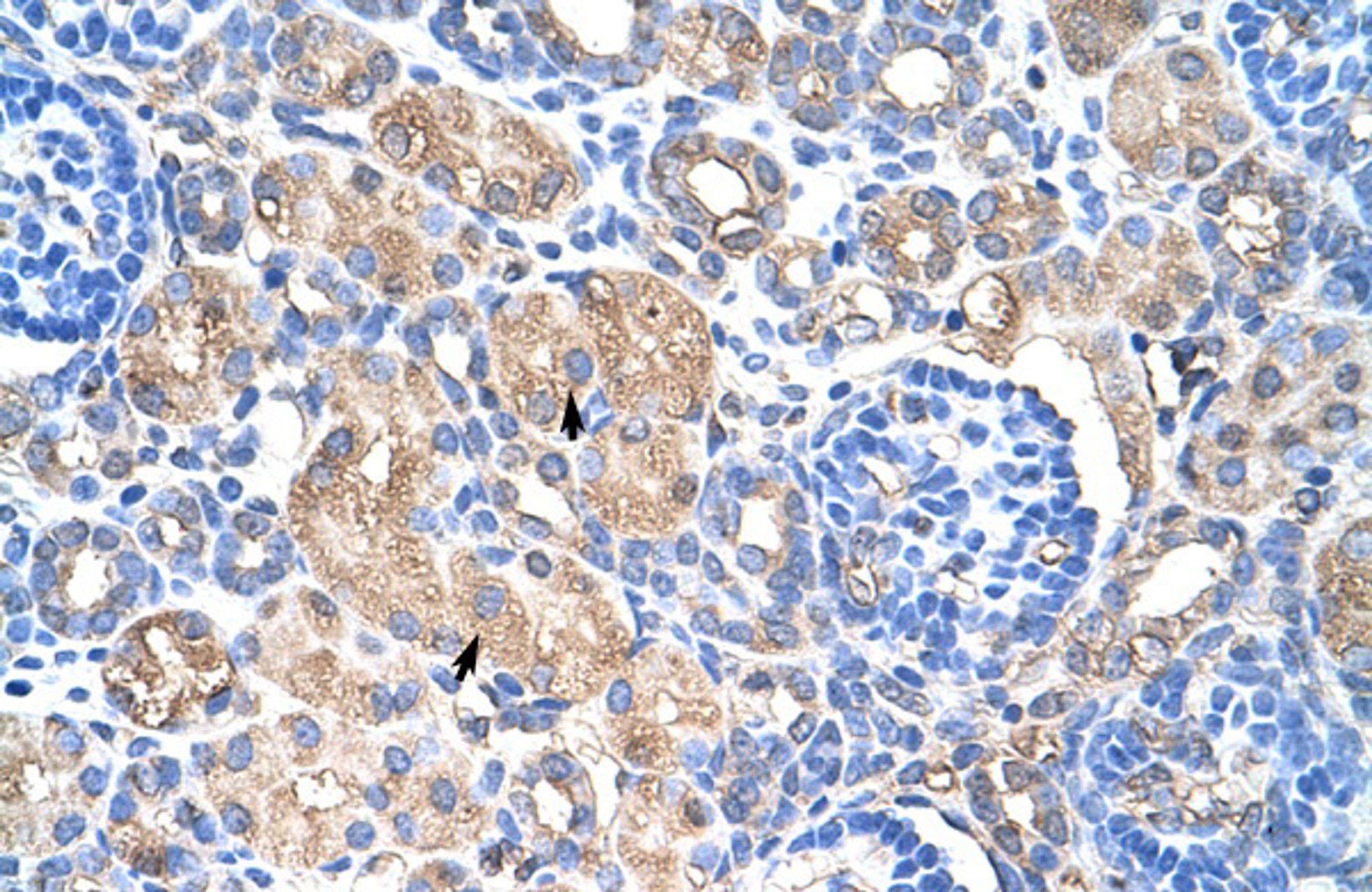 Antibody used in IHC on Human kidney.