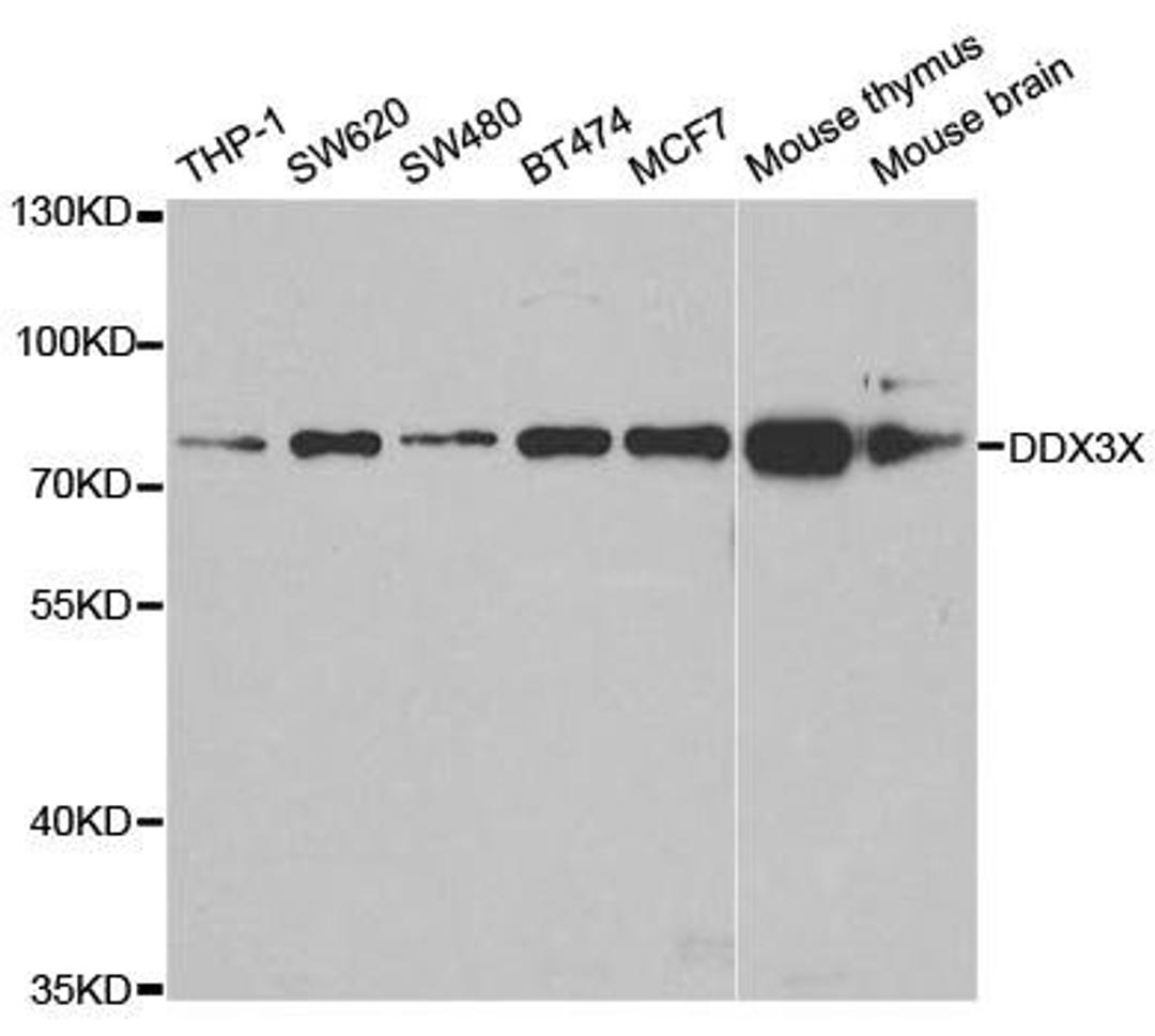 Western blot analysis of extracts of various cell lines using DDX3X antibody