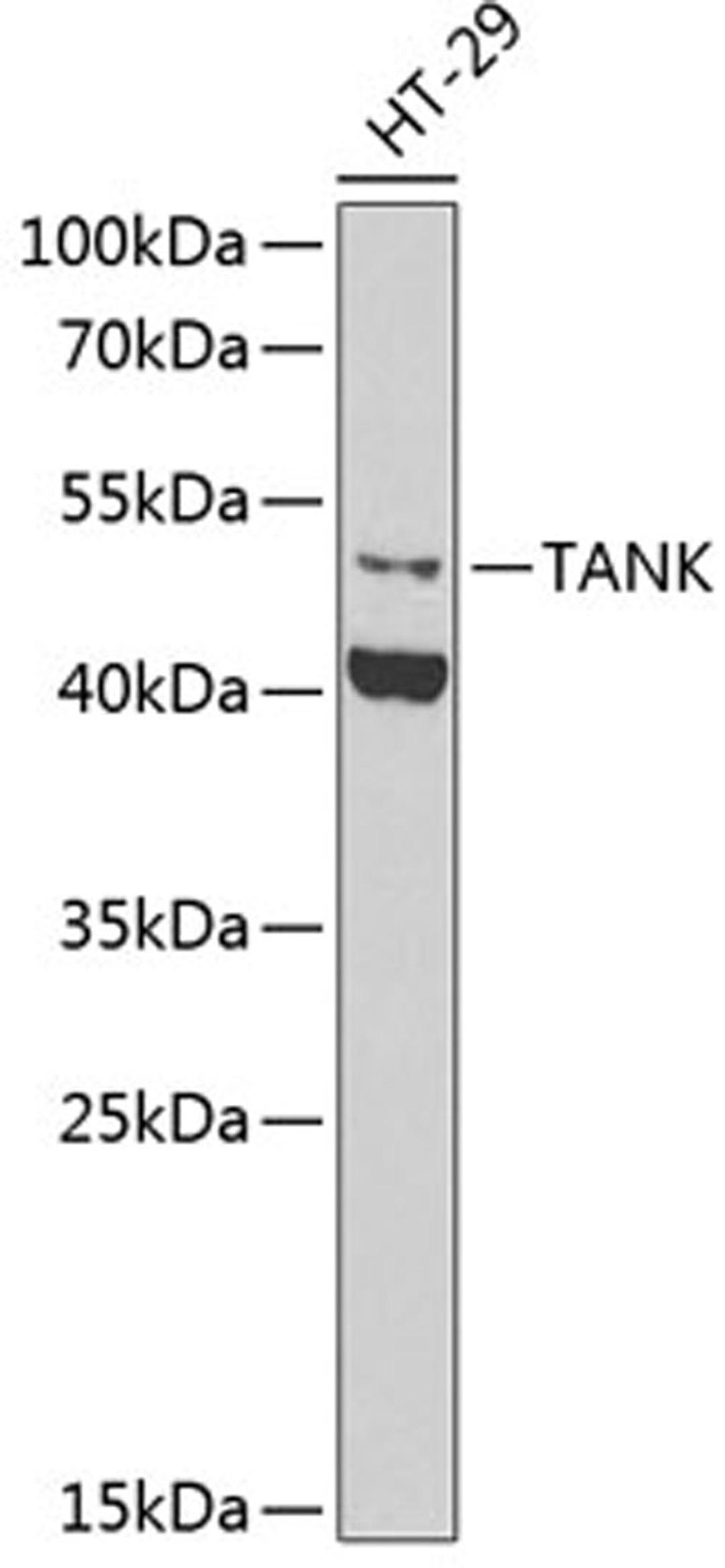 Western blot - TANK antibody (A6763)