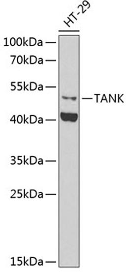 Western blot - TANK antibody (A6763)