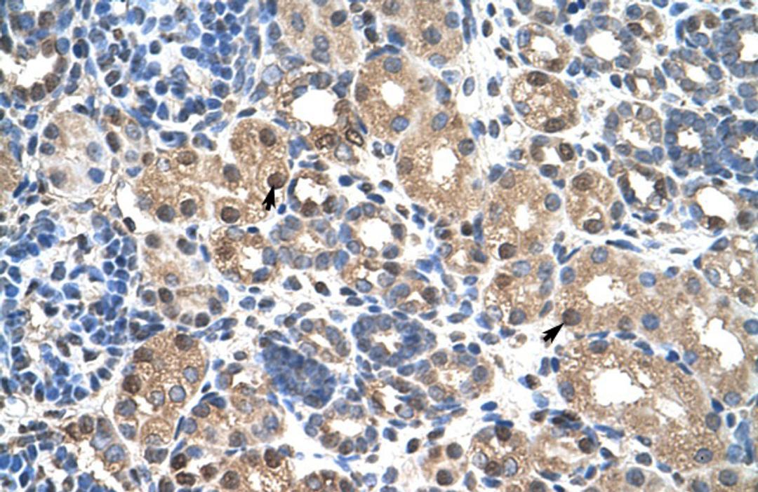 Antibody used in IHC on Human kidney.